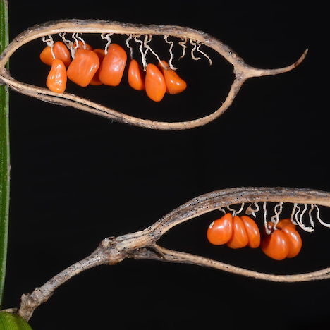 Carmichaelia williamsii mature seed pods