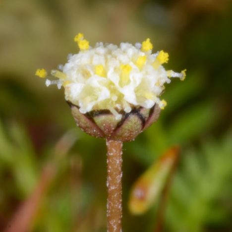 Leptinella filiformis flower