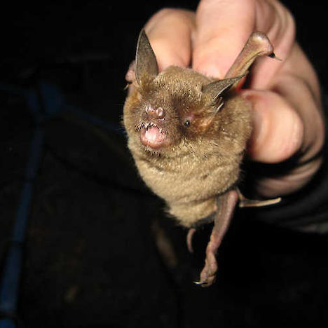 Silky short-tailed bat - Wikipedia