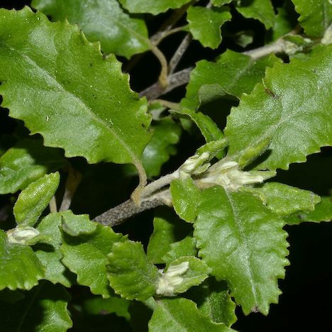 Brachyglottis perdicioides leaves