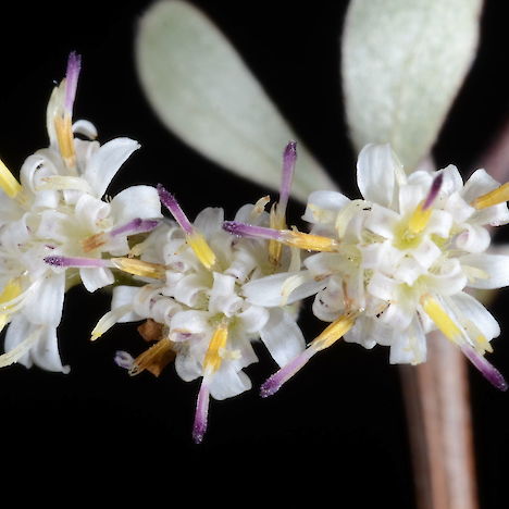 Olearia gardneri flowers