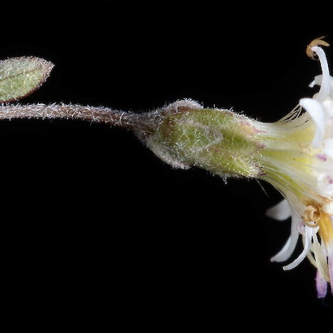 Olearia gardneri flower