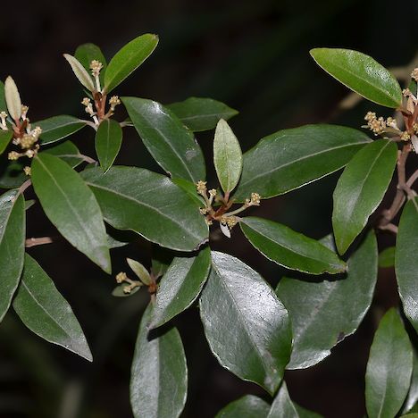 Olearia cheesemanii leaves