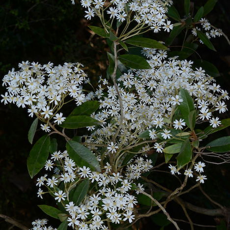 Olearia cheesemanii flowers