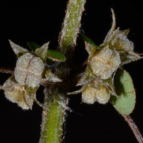 Teucridium parvifolium fruit