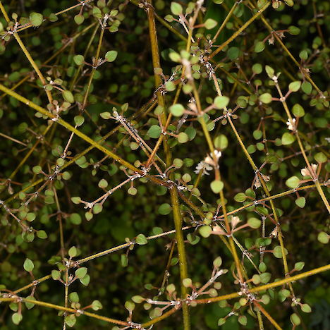 Teucridium parvifolium foliage