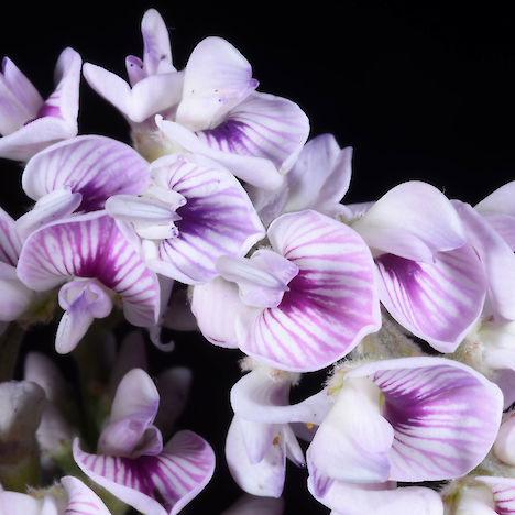 Carmichaelia stevensonii flowers