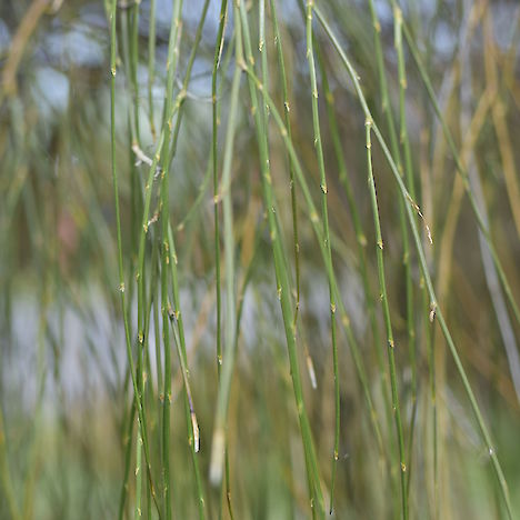 Carmichaelia stevensonii