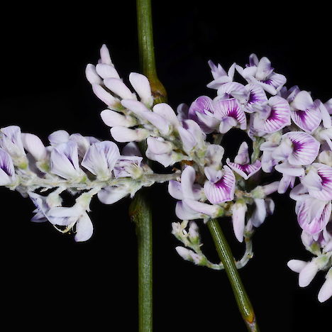 Carmichaelia stevensonii flowers