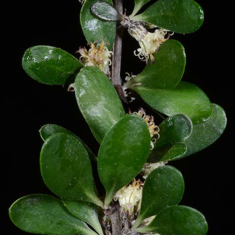 Olearia fimbriata leaves