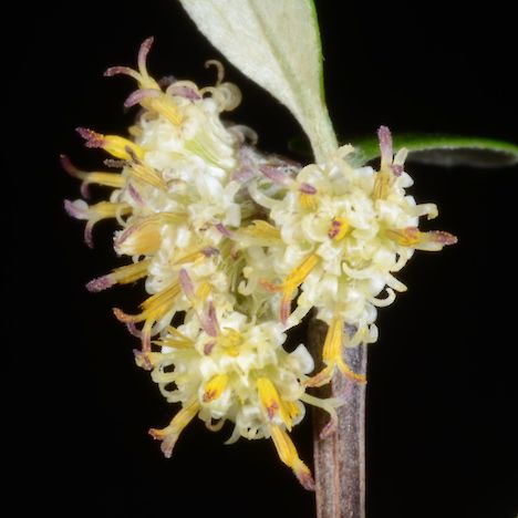 Olearia fimbriata flowers