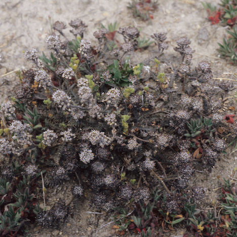 Lepidium solandri