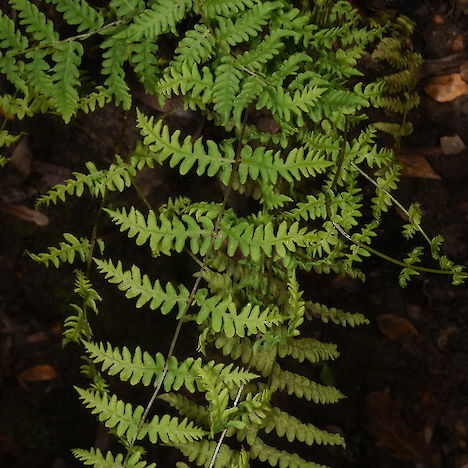 Thelypteris confluens