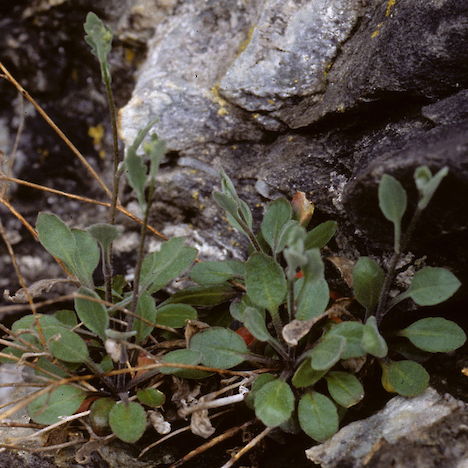 Pachycladon cheesemanii