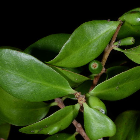 Peraxilla tetrapetala leaves