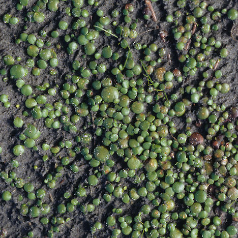 Selliera rotundifolia, Hokio Beach