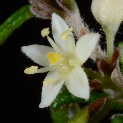 Pomaderris phylicifolia flower