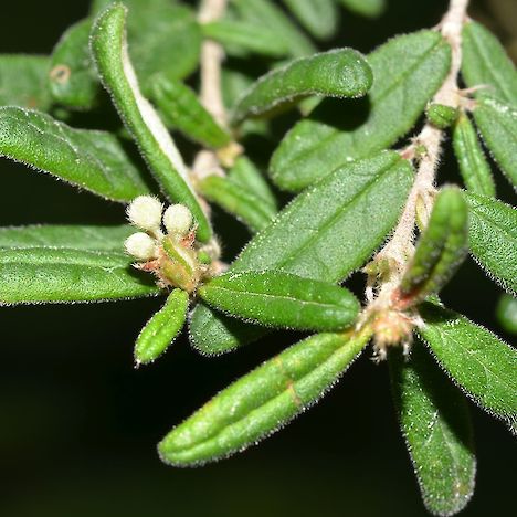 Pomaderris phylicifolia leaves