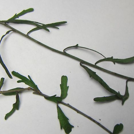 Melicytus flexuosus leaves