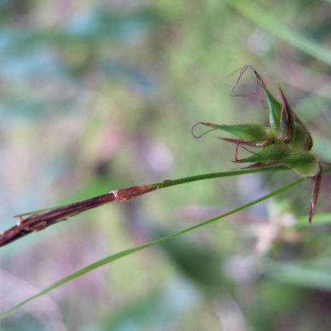 Carex inopinata, Orokonui Ecosanctuary