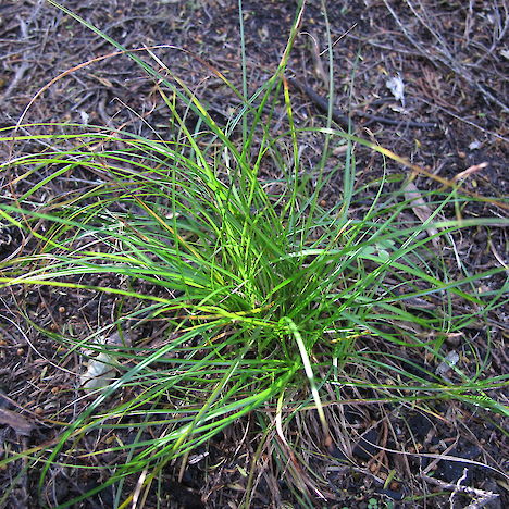 Carex inopinata, Orokonui