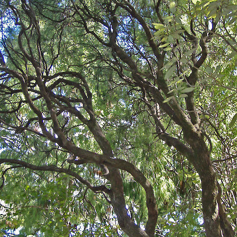 Dracophyllum urvilleanum tree