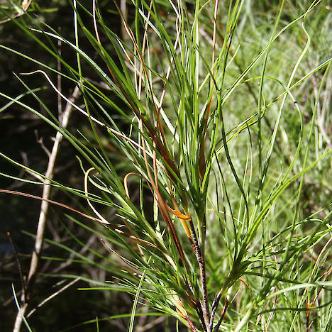 Dracophyllum urvilleanum leaves