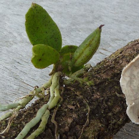 Drymoanthus flavus