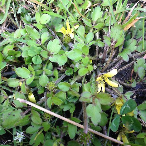 Ranunculus ternatifolius