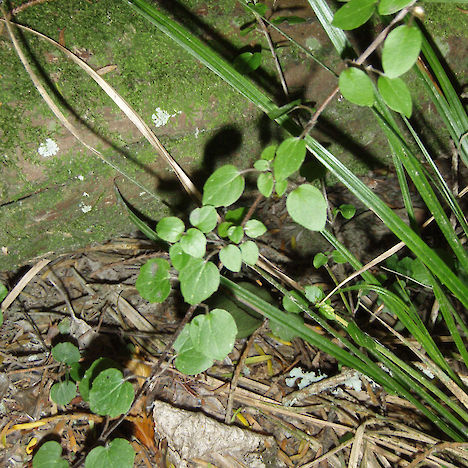 Scutellaria novae-zelandiae