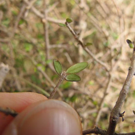 Coprosma obconica, Oxford