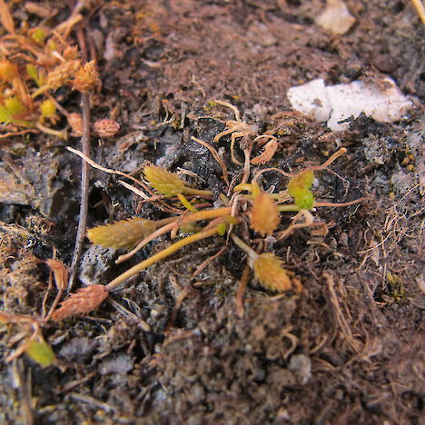 Myosorus minimus subsp. novae-zelandiae, Sutton Salt Lake, Otago