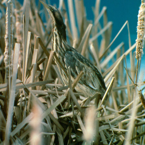 Bittern