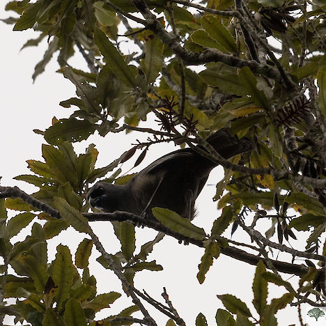 North Island kokako