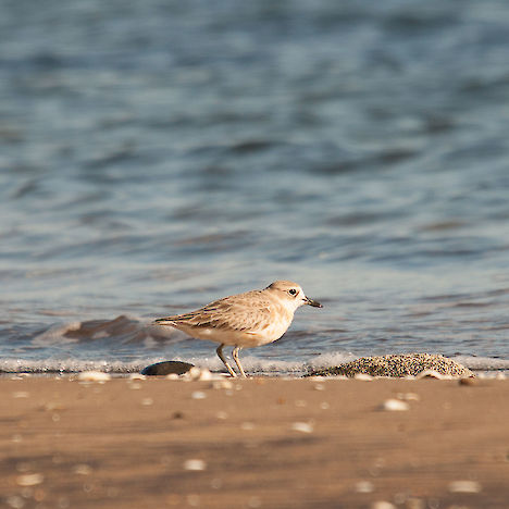 Northern New Zealand dotterel, Coromandel