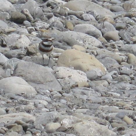 Banded dotterel