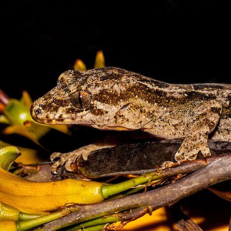 Pacific gecko