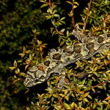 Tautuku gecko