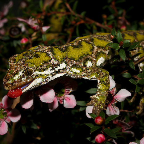 Starred gecko