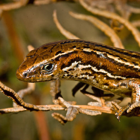 Cryptic skink