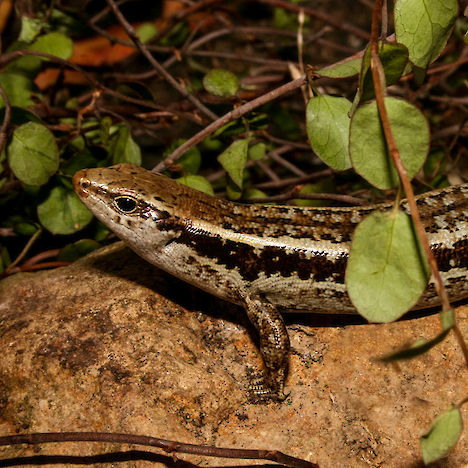 Small-scaled skink