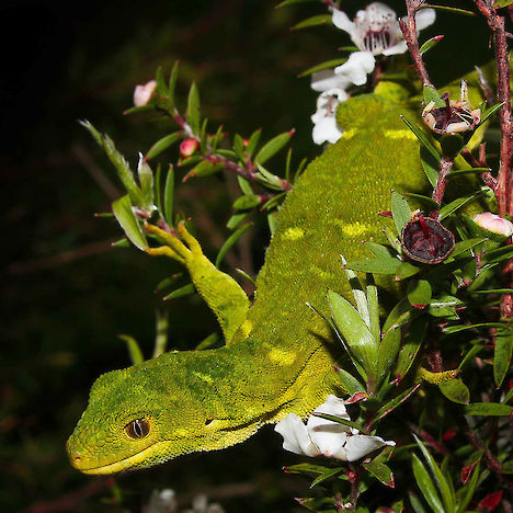 Marlborough green gecko