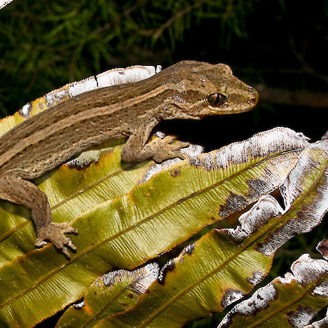 Matapia gecko