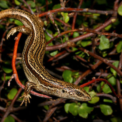 Waiharakeke grass skink