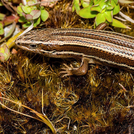 Southern grass skink