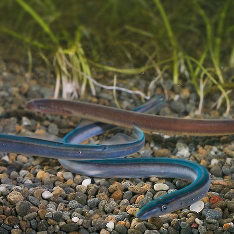 Lamprey