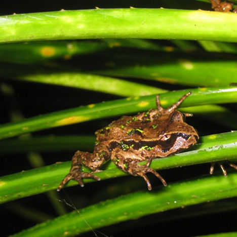 Archeys frog, Coromandel