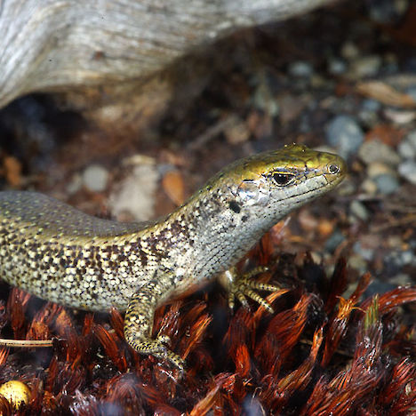 Canterbury Spotted skink