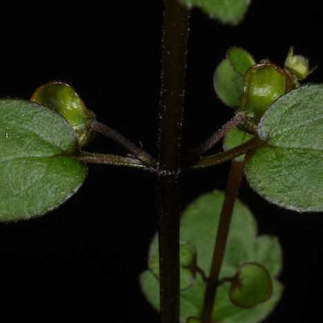 Scutellaria novae-zelandiae