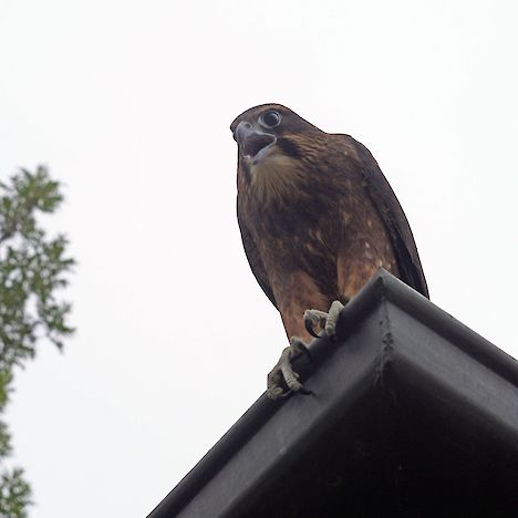 Eastern falcon, Hanmer